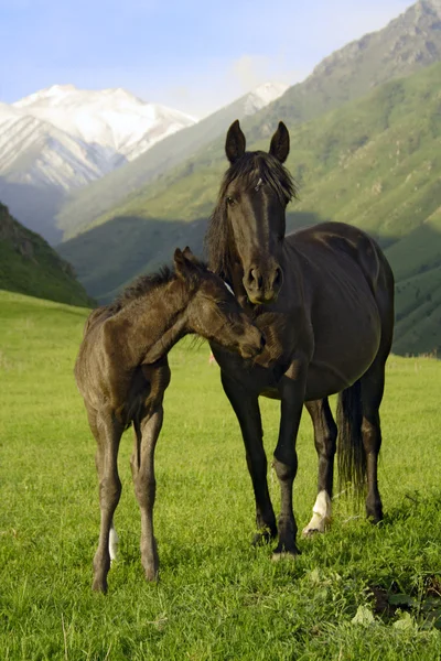 马驹和母马 — 图库照片
