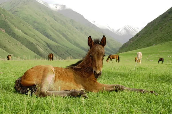 Большая лошадь — стоковое фото