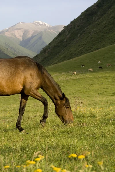 Cavalo grande — Fotografia de Stock