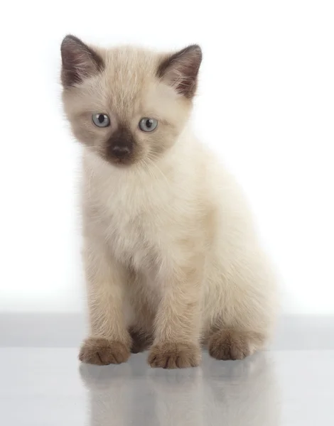 stock image Domestic kitten