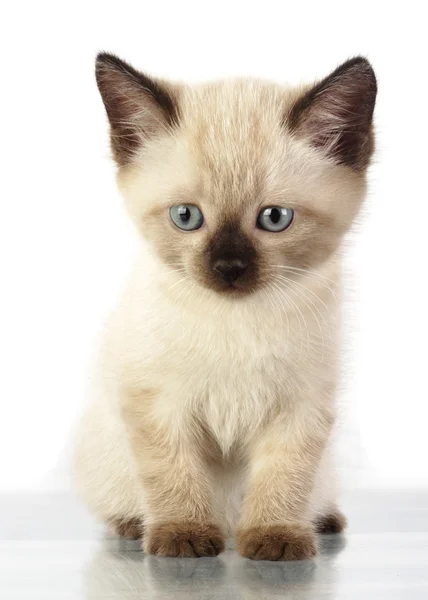 Domestic kitten — Stock Photo, Image
