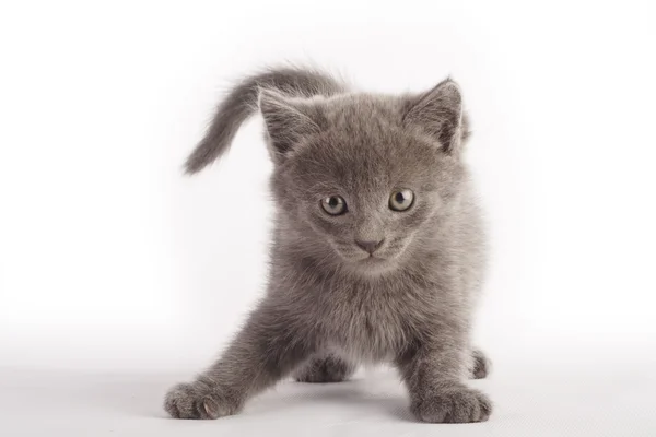 Domestic kitten — Stock Photo, Image