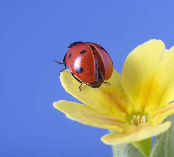 Red ladybird on flower petal — Stock Photo, Image