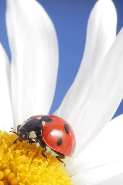 Rode lieveheersbeestje op bloem petal — Stockfoto