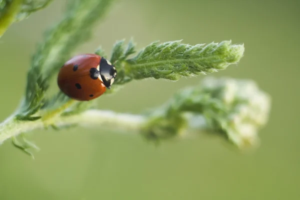 Ladybird Filiz üzerinde — Stok fotoğraf