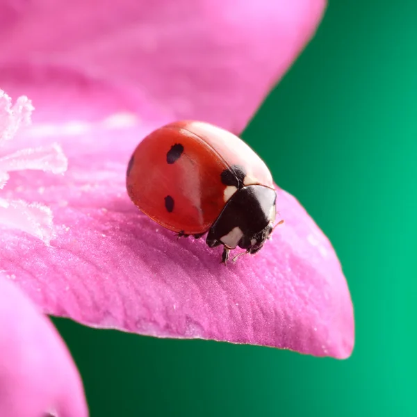 在花瓣上的红色瓢虫 — 图库照片