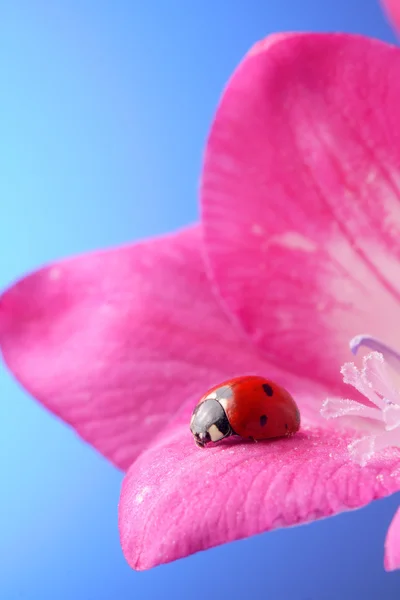 花のテントウムシ — ストック写真