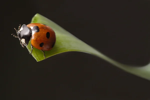Ladybird yaprak üzerinde — Stok fotoğraf