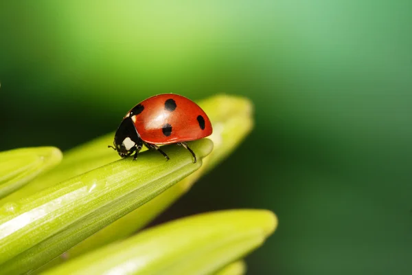 Ladybird yaprak üzerinde — Stok fotoğraf