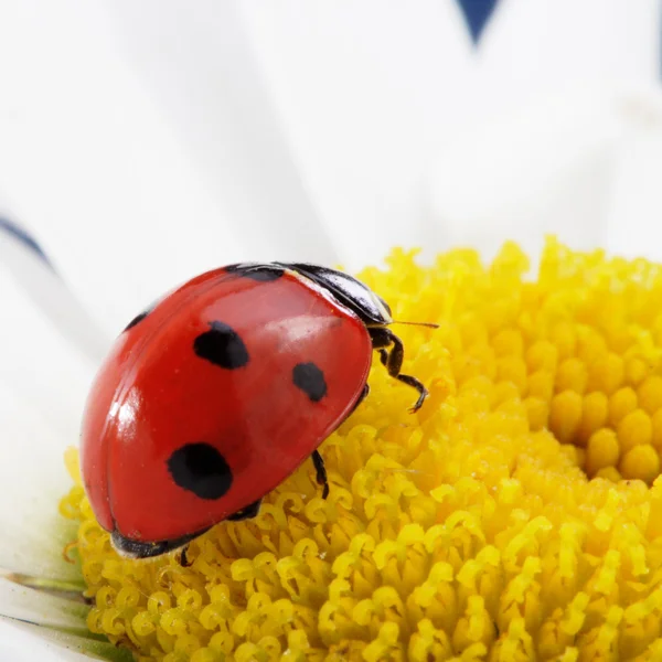 Ladybird çiçek — Stok fotoğraf
