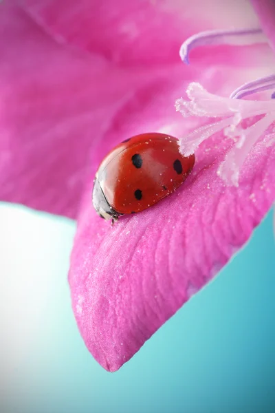 在花瓣上的红色瓢虫 — 图库照片
