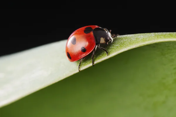 叶上的红色瓢虫 — 图库照片