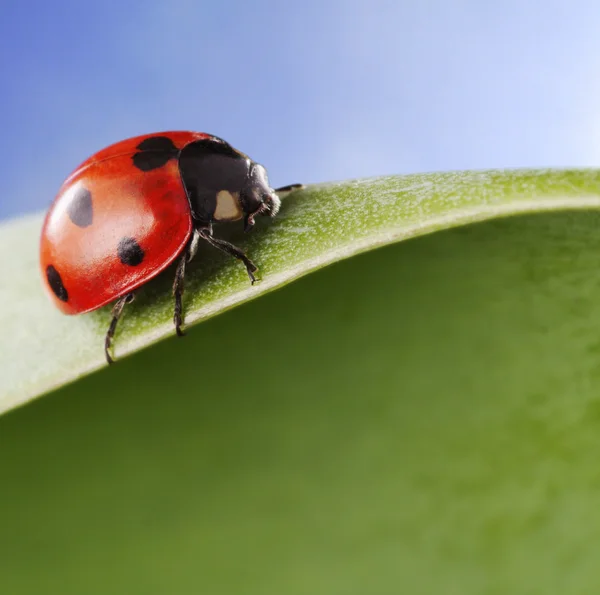 Yaprak üzerinde kırmızı uğur böceği — Stok fotoğraf