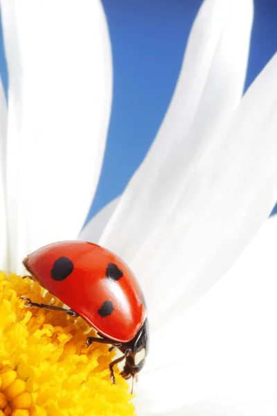 Rode lieveheersbeestje op bloem petal — Stockfoto