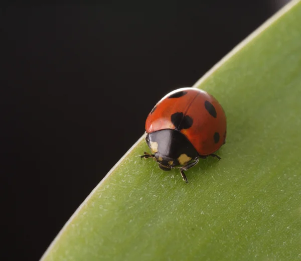 Ladybird on leaf — Stock Photo, Image