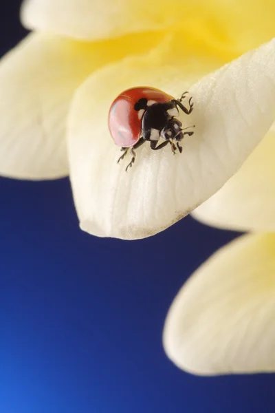 Mariquita roja sobre pétalo de flor — Foto de Stock