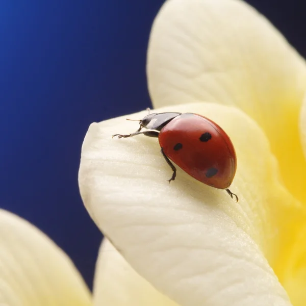 Çiçek yaprağı üzerinde kırmızı uğur böceği — Stok fotoğraf