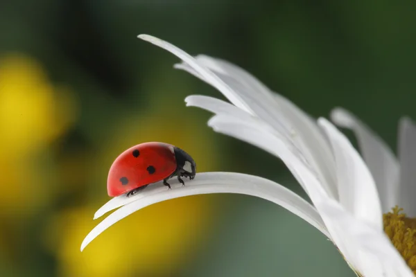 Roter Marienkäfer auf Blütenblatt — Stockfoto