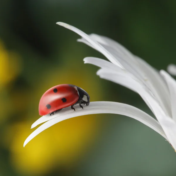 Çiçek yaprağı üzerinde kırmızı uğur böceği — Stok fotoğraf