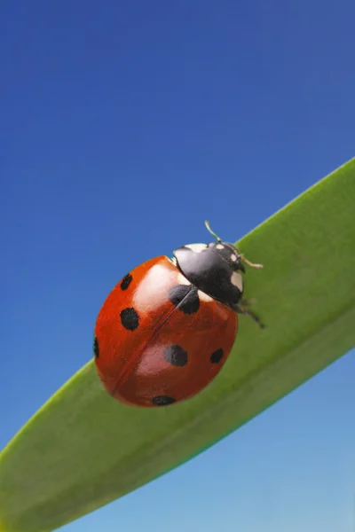 Ladybird on leaf — Stock Photo, Image