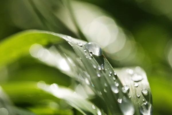 Kropla wody na zielonym liściu — Zdjęcie stockowe