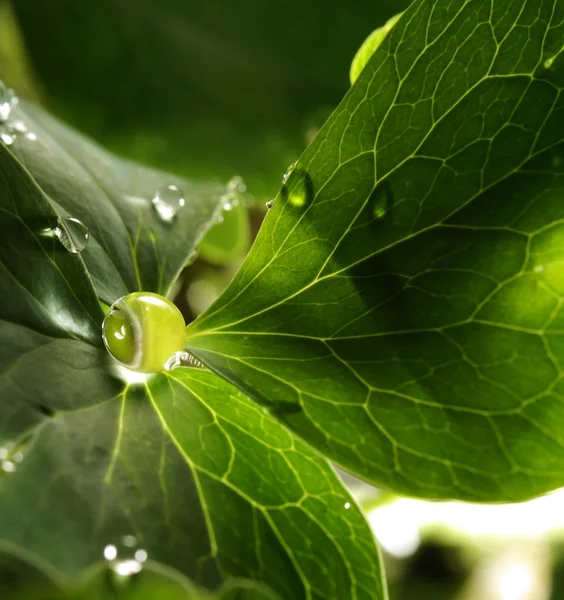 Капли воды на зеленом листе — стоковое фото