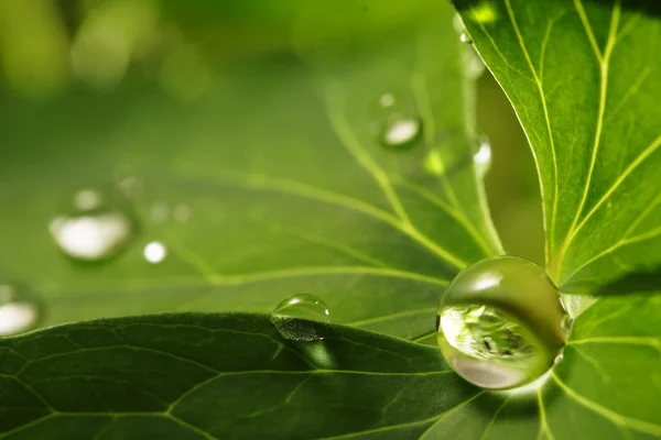 Picătură de apă pe frunze verzi — Fotografie, imagine de stoc