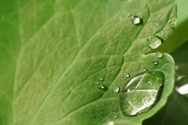 Waterdruppel op groen blad — Stockfoto