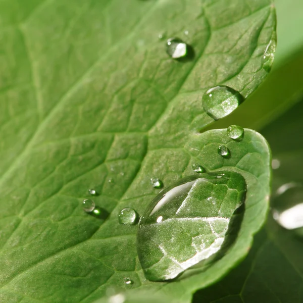 緑の葉に水滴が — ストック写真
