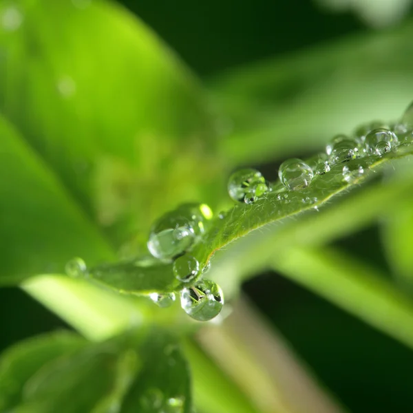 Падіння води на зеленому листі — стокове фото
