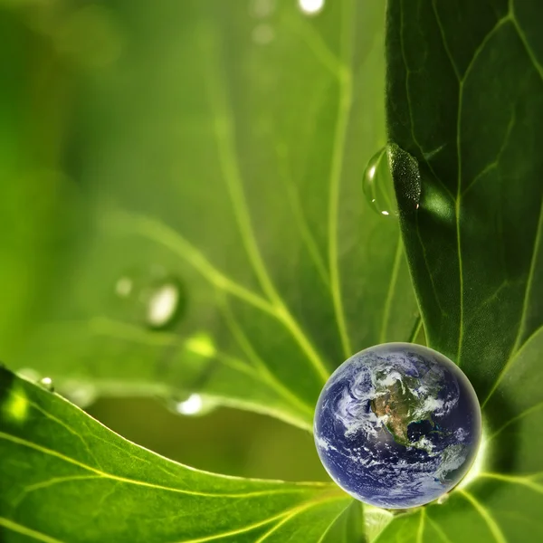 Waterdruppel op groen blad — Stockfoto