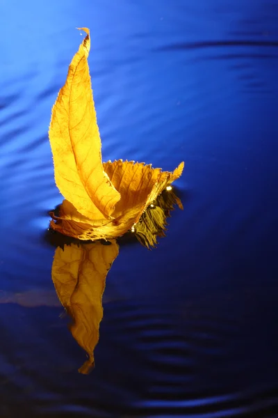 水を葉します。 — ストック写真