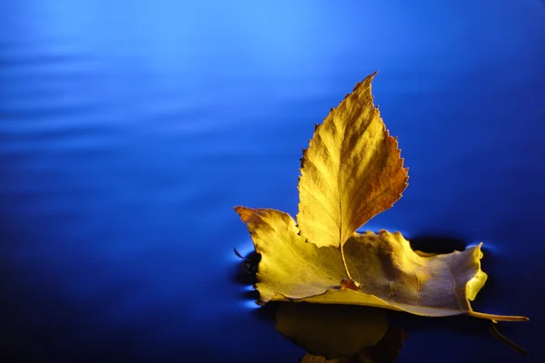Лист в воде — стоковое фото