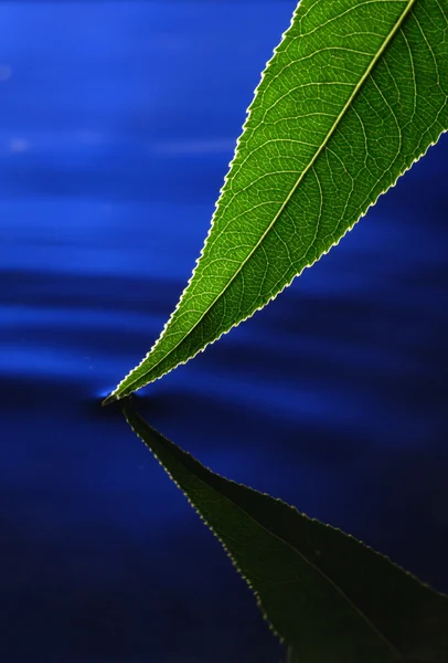 Leaf in water — Stockfoto