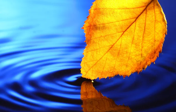 Лист в воде — стоковое фото