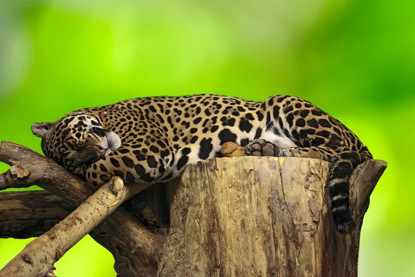 stock image Lazy leopard lying in a tree