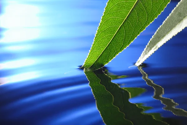 Leaf in water — Stockfoto