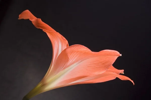 Lily isolated on a black background — Stock Photo, Image