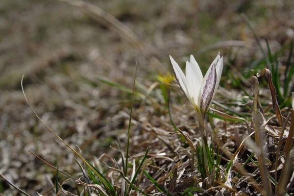 stock image Snowdrop