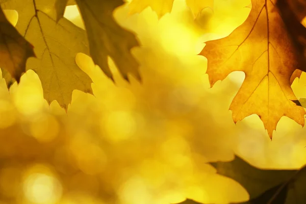 秋の葉 — ストック写真