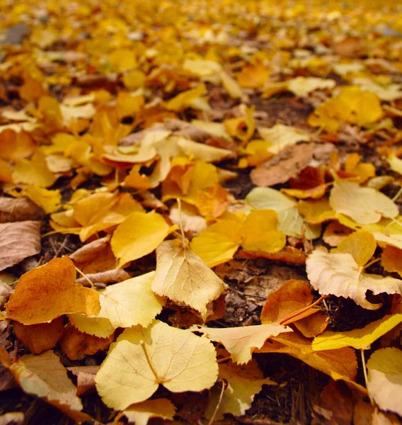 Sfondo autunno — Foto Stock
