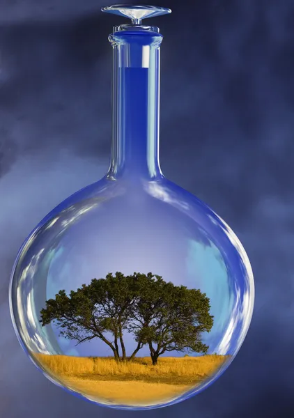Дерево в скляному ретарті — стокове фото