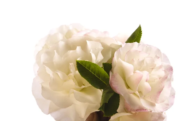 Stock image White rose