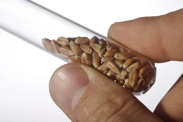 Zobrazeno semen — Stock fotografie