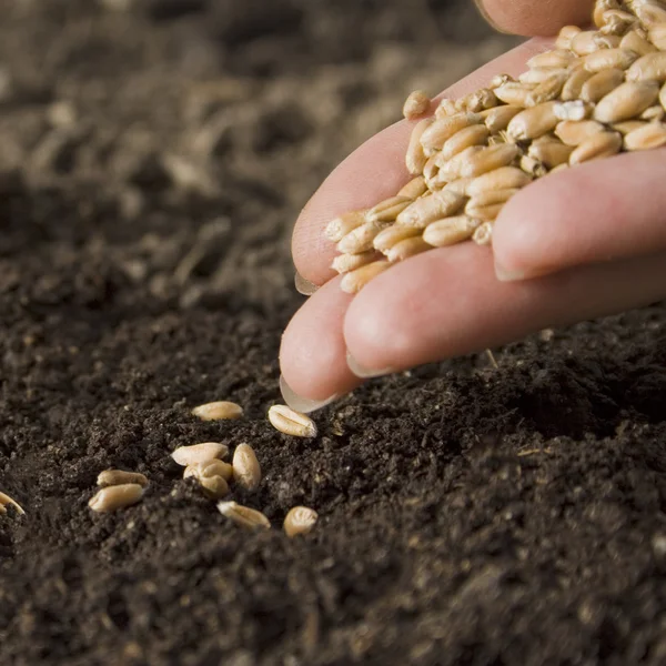 Sowing seed — Stock Photo, Image
