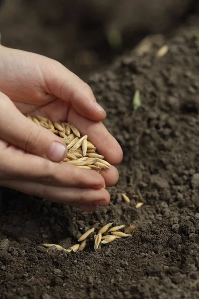 stock image Sowing seed