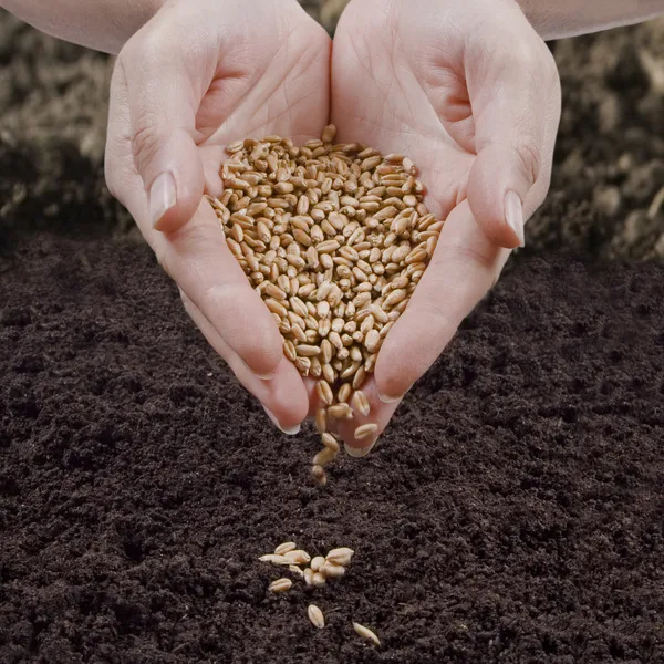 Výsev semen — Stock fotografie