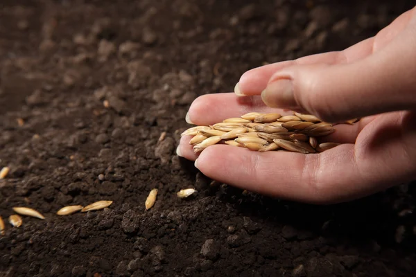 Sowing seed — Stock Photo, Image