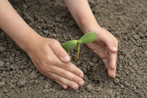 Tumbuh hijau di tangan anak — Stok Foto