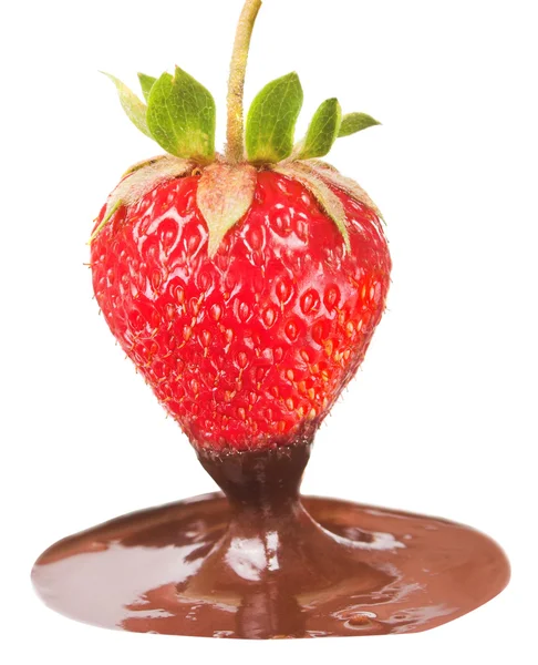 Erdbeere in schmelzende dunkle Schokolade getaucht — Stockfoto